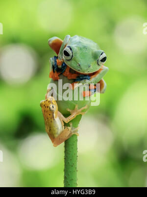 JAKARTA, INDONESIA: A COMIC encounter between two rival amphibians has been captured on camera by a wildlife enthusiast. Pictures show the larger flying tree frog comfortably sitting on top of a flower bud surveying its surroundings, when it is challenged to pole position by a smaller contender.  The plucky glass frog can be seen clambering up the stalk and then over the head of the flying frog.  Even daring to clasp its hand over the flying frog’s mouth.  Amateur photographer Tanto Yensen (36) from Jakarta, was able to snap this series of pictures in his home town. Stock Photo