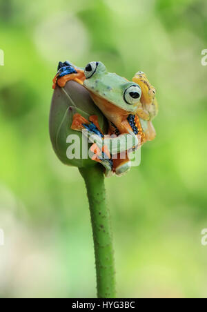 JAKARTA, INDONESIA: A COMIC encounter between two rival amphibians has been captured on camera by a wildlife enthusiast. Pictures show the larger flying tree frog comfortably sitting on top of a flower bud surveying its surroundings, when it is challenged to pole position by a smaller contender.  The plucky glass frog can be seen clambering up the stalk and then over the head of the flying frog.  Even daring to clasp its hand over the flying frog’s mouth.  Amateur photographer Tanto Yensen (36) from Jakarta, was able to snap this series of pictures in his home town. Stock Photo