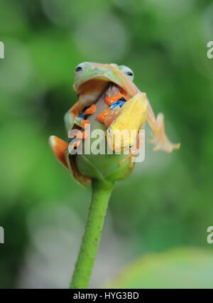JAKARTA, INDONESIA: A COMIC encounter between two rival amphibians has been captured on camera by a wildlife enthusiast. Pictures show the larger flying tree frog comfortably sitting on top of a flower bud surveying its surroundings, when it is challenged to pole position by a smaller contender.  The plucky glass frog can be seen clambering up the stalk and then over the head of the flying frog.  Even daring to clasp its hand over the flying frog’s mouth.  Amateur photographer Tanto Yensen (36) from Jakarta, was able to snap this series of pictures in his home town. Stock Photo