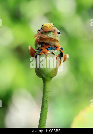 JAKARTA, INDONESIA: A COMIC encounter between two rival amphibians has been captured on camera by a wildlife enthusiast. Pictures show the larger flying tree frog comfortably sitting on top of a flower bud surveying its surroundings, when it is challenged to pole position by a smaller contender.  The plucky glass frog can be seen clambering up the stalk and then over the head of the flying frog.  Even daring to clasp its hand over the flying frog’s mouth.  Amateur photographer Tanto Yensen (36) from Jakarta, was able to snap this series of pictures in his home town. Stock Photo