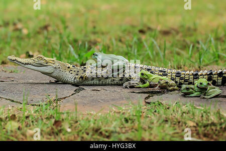 One brave frog ventures his way up onto the croc. HILARIOUS images of FIVE frogs climbing on board the back of a bemused saltwater crocodile have been captured. The pictures show the dumpy white tree frogs clamber on the still crocodile one by one before turning to pose directly for the camera. Clearly comfortable in the croc’s company the amphibians appear to be doing the conga of the reptile’s back. The funny shots were snapped by Tanto Yensen (36) from Jakarta, Indonesia whilst visiting Tangerang, Indonesia. Tanto used a Canon EOS 60D to capture his photographs. Tanto Yensen / mediadrumworl Stock Photo