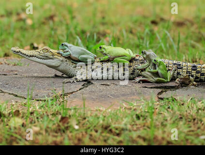 The frogs clamber onto the patient croc. HILARIOUS images of FIVE frogs climbing on board the back of a bemused saltwater crocodile have been captured. The pictures show the dumpy white tree frogs clamber on the still crocodile one by one before turning to pose directly for the camera. Clearly comfortable in the croc’s company the amphibians appear to be doing the conga of the reptile’s back. The funny shots were snapped by Tanto Yensen (36) from Jakarta, Indonesia whilst visiting Tangerang, Indonesia. Tanto used a Canon EOS 60D to capture his photographs. Tanto Yensen / mediadrumworld.com Stock Photo