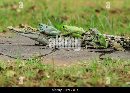 Three of the frogs clamber onto the croc. HILARIOUS images of FIVE frogs climbing on board the back of a bemused saltwater crocodile have been captured. The pictures show the dumpy white tree frogs clamber on the still crocodile one by one before turning to pose directly for the camera. Clearly comfortable in the croc’s company the amphibians appear to be doing the conga of the reptile’s back. The funny shots were snapped by Tanto Yensen (36) from Jakarta, Indonesia whilst visiting Tangerang, Indonesia. Tanto used a Canon EOS 60D to capture his photographs. Tanto Yensen / mediadrumworld.com Stock Photo