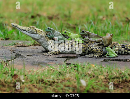 The final frog makes its way onto the super still croc. HILARIOUS images of FIVE frogs climbing on board the back of a bemused saltwater crocodile have been captured. The pictures show the dumpy white tree frogs clamber on the still crocodile one by one before turning to pose directly for the camera. Clearly comfortable in the croc’s company the amphibians appear to be doing the conga of the reptile’s back. The funny shots were snapped by Tanto Yensen (36) from Jakarta, Indonesia whilst visiting Tangerang, Indonesia. Tanto used a Canon EOS 60D to capture his photographs. Tanto Yensen / mediadr Stock Photo