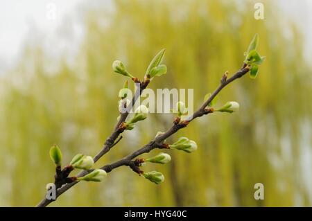 Cherry buds closeup (spring) Stock Photo