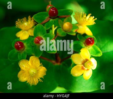 Hypericum or Sweet Amber with Yellow Flowers and Red Berries Stock Photo