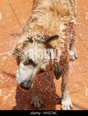 Drying wet brown dog close-up. Water drops fly from wet shepherd dog Stock Photo