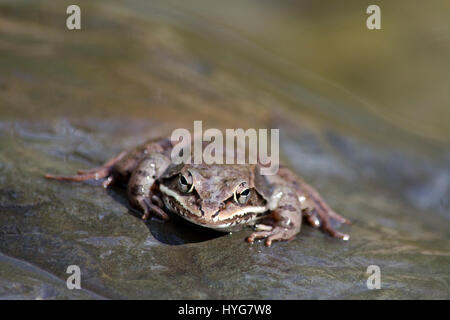 Wood Frog close up front view on rock near pond in central New York, USA. Stock Photo