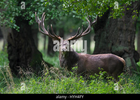 Red deer (Cervus elaphus) stag during the rutting season in beech forest Stock Photo