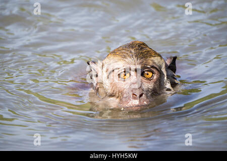 Close-up of a swimming monkey, Langkawi, Malaysia Stock Photo