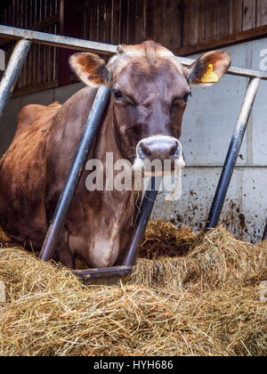 Jersey Cow in a Barn at  Birchfield Farm Summerbridge Nidderdale Yorkshire England Stock Photo