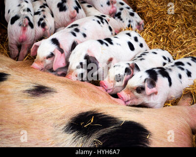 Gloucester Old Spot Sow and Piglets Suckling in a Barn at Birchfield Farm Summerbridge Nidderdale Yorkshire England Stock Photo
