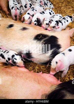 Gloucester Old Spot Sows and Piglets Suckling in a Barn at Birchfield Farm Summerbridge Nidderdale Yorkshire England Stock Photo
