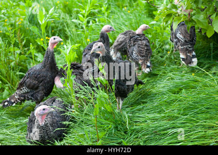 Young turkey chicks on farm in the open Stock Photo