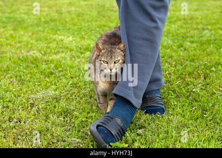 Gray cat rubbing against female leg Stock Photo