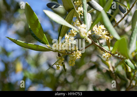 Olive tree in bloom Stock Photo