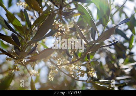 Olive tree in bloom on a sunny day Stock Photo