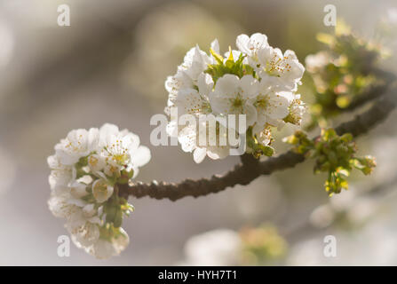 white blossom on branches of tree in springtime. Stock Photo