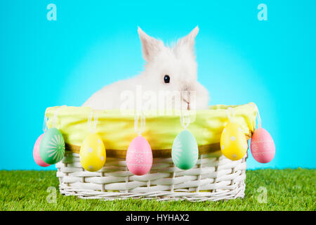 Cute Easter Bunny sitting in a wicker basket decorated with Easter eggs Stock Photo