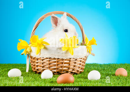 Cute Easter Bunny sitting in a wicker basket  with colored eggs around Stock Photo