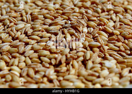 Barley grains background or texture. Healthy vegeterian food Stock ...