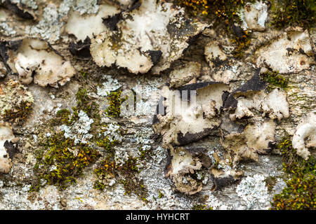 Old lichens and moss cover a rock wall to make an abstract image. Stock Photo