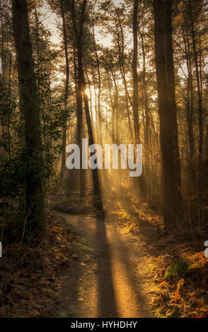 Sunlight shining through trees in a forest Stock Photo