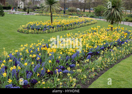 Hyde park spring flowerbed with daffodils and hyacinths. City of Westminster. London Stock Photo