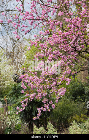 Prunus. Japanese Cherry tree blossom in spring. Hyde park. City of Westminster. London Stock Photo