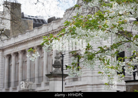Prunus. Cherry tree blossom in spring. St James Park, City of Westminster. London Stock Photo