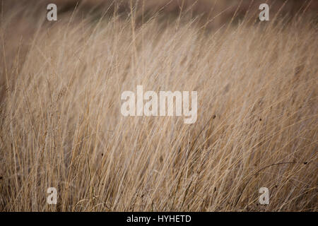 the beauty in the detail - Richmond Park, London Stock Photo