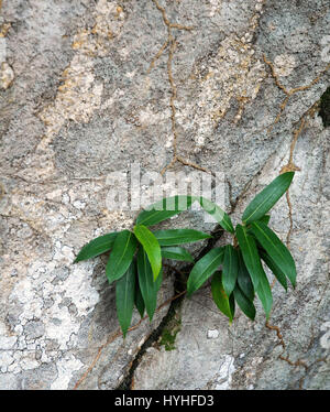 Growth on rock wall Stock Photo