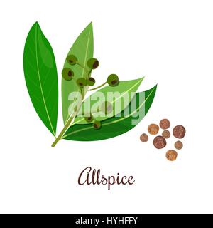 Blossoming Allspice with seeds. Stock Vector