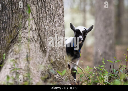 One week old baby Nigerian Dwarf Goat playing outside peaking around tree. Stock Photo