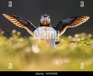 Atlantic Puffin (Fratercula arctica) flapping wing among vegetation, backlit Stock Photo