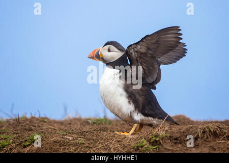 Atlantic Puffin (Fratercula arctica) flapping its wings on a clifftop Stock Photo