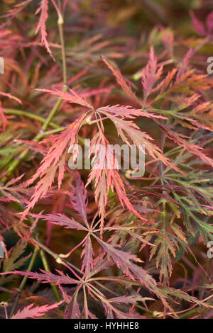 Acer palmatum var. dissectum 'Beni-shidare  leaves in Autumn. Stock Photo