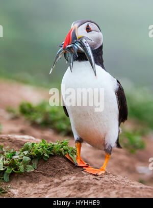 Atlantic Puffin (Fratercula arctica) holding Sand Eels in its beak as it walks back to its burrow Stock Photo