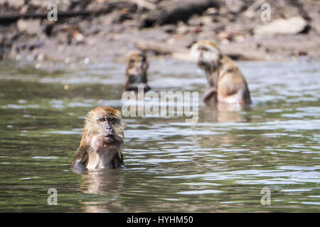 Group of monkeys bathing in Langkawi, Malaysia. Stock Photo