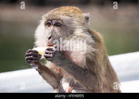Monkey eating fruit and making a mess. Stock Photo