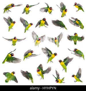 Collection of Yellow-collared lovebirds flying, isolated on white Stock Photo