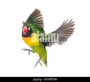 Yellow-collared lovebird flying, isolated on white Stock Photo