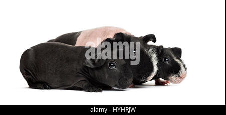 Mother and babies hairless guinea pigs, isolated on white Stock Photo