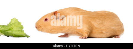 Guinea pig close to eat a leaf of salad , isolated on white Stock Photo