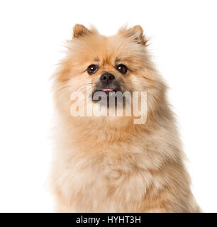 Close-up of a Keeshond sitting , isolated on white Stock Photo