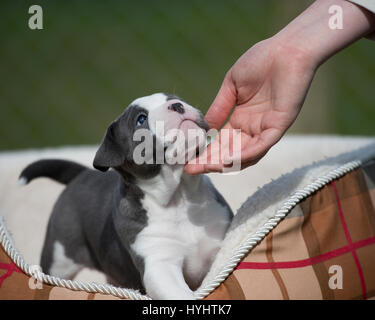bulldog puppy Stock Photo