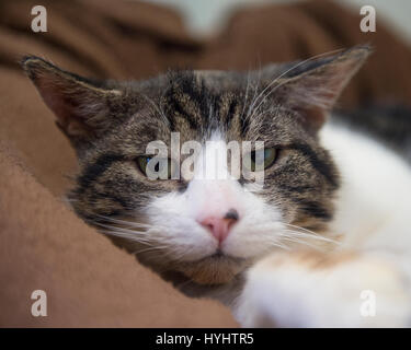 annoyed cat looking at camera Stock Photo