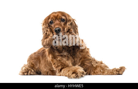 English Cocker Spaniel lying, 6 years old , isolated on white Stock Photo