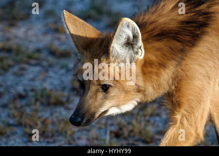 Maned wolves are living in the grasslands of South America (Brazil, Paraguay, Argentina, Bolivia, Peru and rarely Uruguay). The maned wolf is the tallest of the wild canids with a weight of 23kg and stands 90cm tall at the shoulder, has a head-body length of 100 cm  with the tail adding another 45 cm. Stock Photo