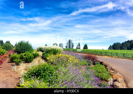 Flowers growing next to vineyards in Oregon wine country in Dundee Stock Photo